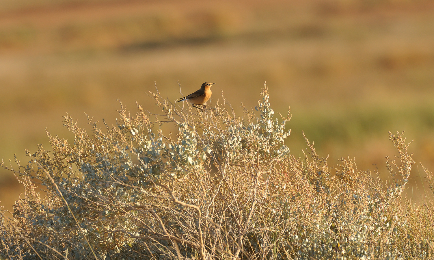 Oenanthe oenanthe oenanthe [550 mm, 1/640 Sek. bei f / 8.0, ISO 800]